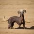 Perujski goli pes