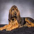 Pes, bloodhound