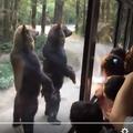 Medveda zabavala turiste