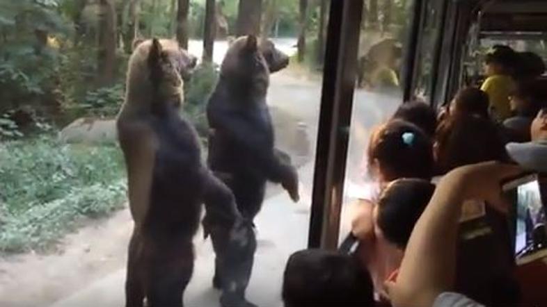 Medveda zabavala turiste