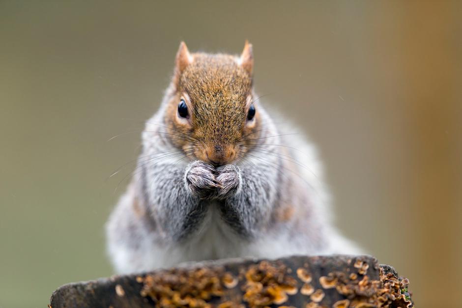 siva veverica | Avtor: Profimedia