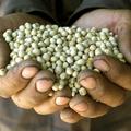 razno 14.05.13. gensko spremenjena soja, A Romanian farmer shows genetically mod