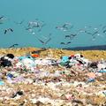 Odpadki z južnoprimorskih in notranjskih odlagališč bi se pri Lomu obdelovali, k