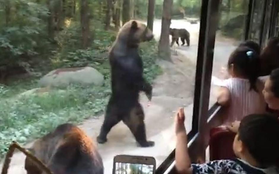 Medveda zabavala turiste | Avtor: Žurnal24 main