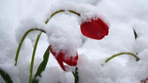 Sneg, tulipani