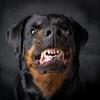 Nedeljković je psa, pasme rotvajler, uporabil kot orožje. (Foto: Shutterstock)