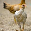 Skrivnsoti ni več, kokoš je bila prva. (Foto: Shutterstock)