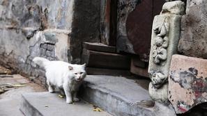 potepuška mačka na Kitajskem
