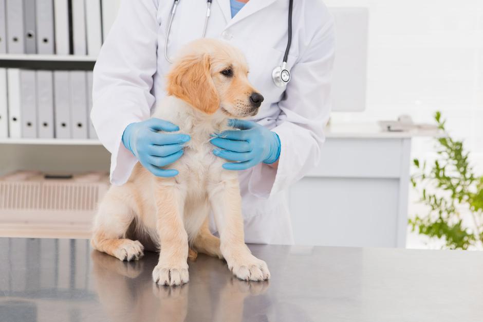 Veterinar, pes, kuža | Avtor: Profimedia