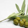 Najpomembnejši del diete je olivno olje.