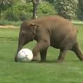 slonček igra nogomet