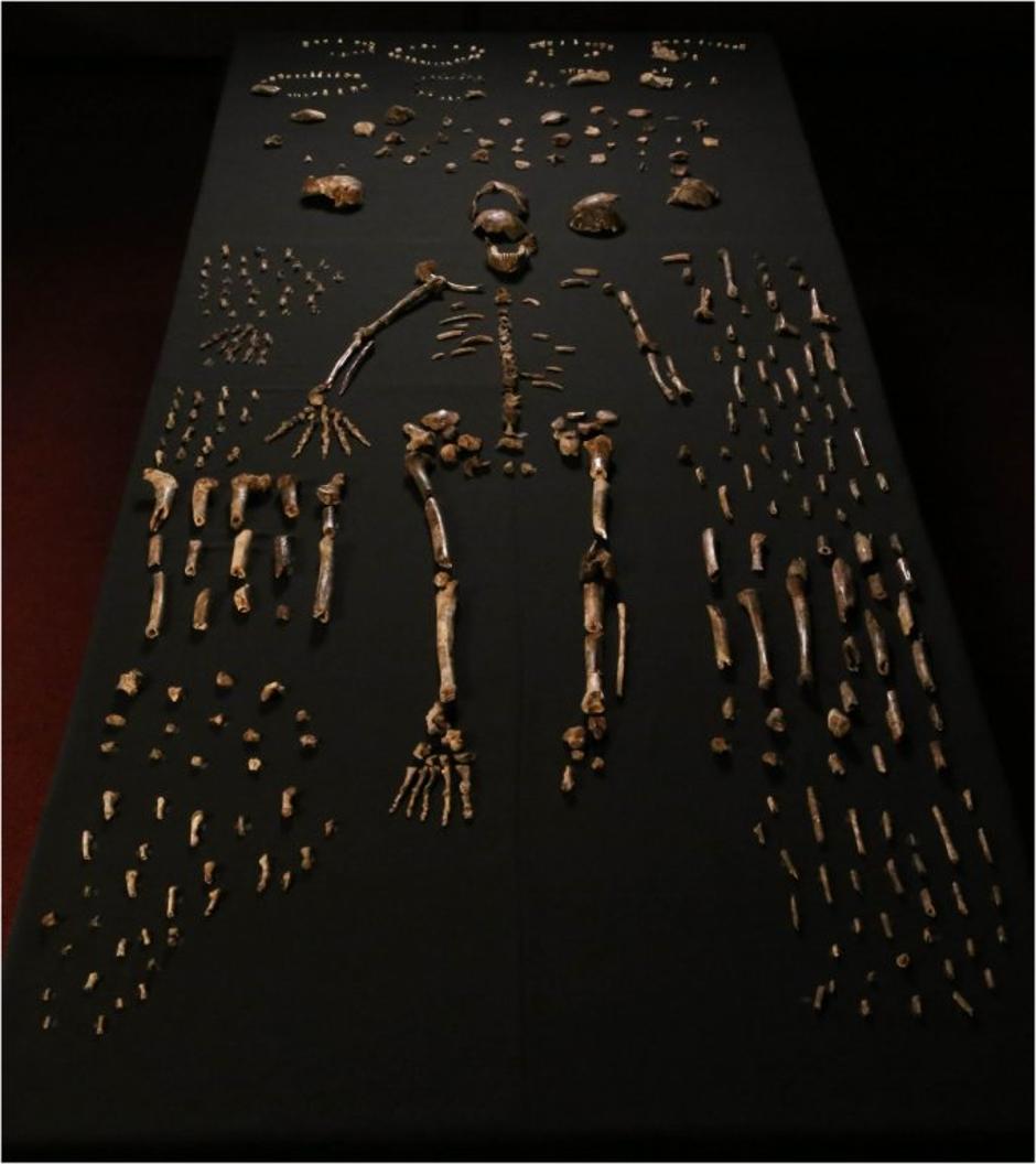 Nova vrsta človeka Homo naledi | Avtor: Profimedias
