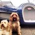 Psa in avtomobili