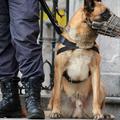 Osumljence kaznivih dejanj ustavljajo psi z nagobčnikom, lahko pa tudi brez njeg