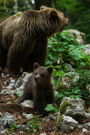 Rjavi medved medvedka z mladiči