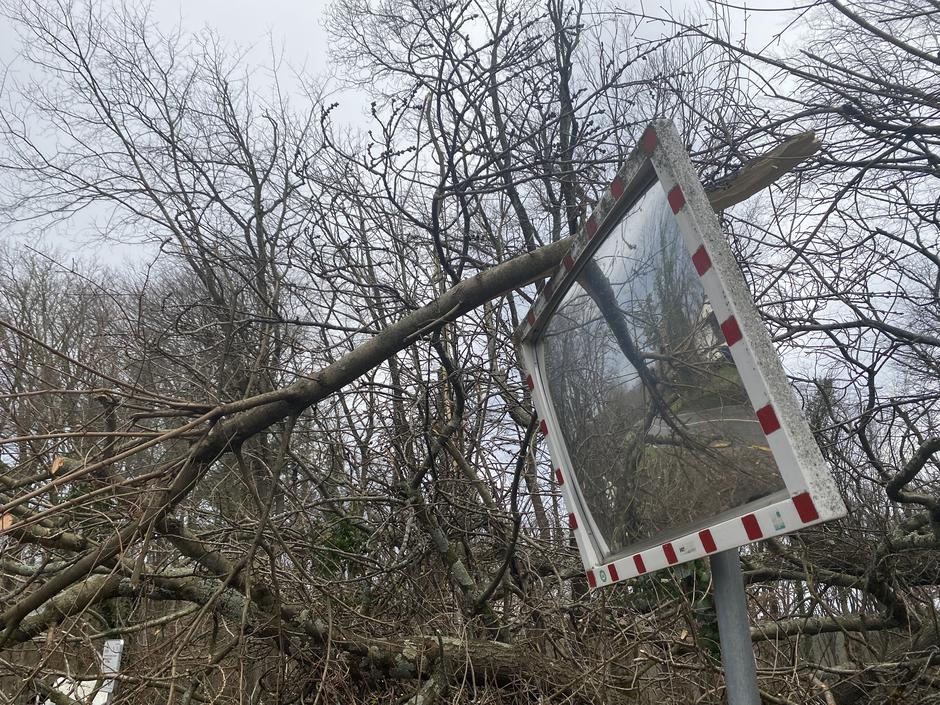 podrto drevje zaradi močnega vetra na cesti od Ajševice proti Rožni dolini | Avtor: Žurnal24 