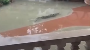 Krokodil v vodi, Kitajska