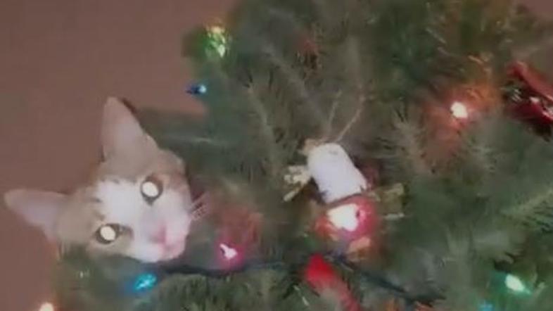 Mačke in božično drevo