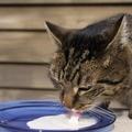 Mačka pije mleko