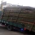 bambus, tovor, tovornjak