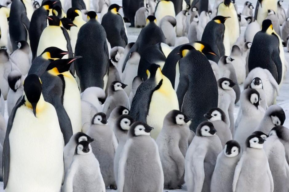 Kraljevi pingvini | Avtor: Profimedias