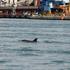 Delfinka v Monfalconu