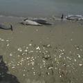 mrtev delfin
