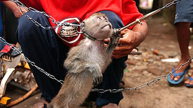 mučenje opic