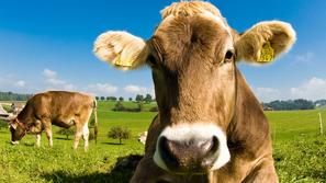 Slovenija 18.09.12, krava, kmetija, turisticna kmetija, farma, pasa, foto: shutt