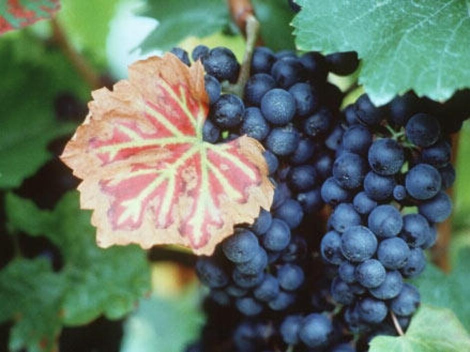 Vinska trta je ena od najstarejših kulturnih rastlin. | Avtor: Žurnal24 main