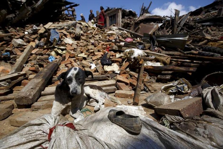 Potres, pes | Avtor: Žurnal24 main