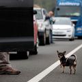 Pes na cesti