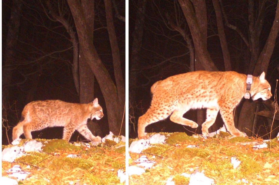 Projekt LIFE Lynx: Goru (desno) in Mala (levo) | Avtor: Projekt LIFE Lynx: Goru (desno) in Mala (levo)