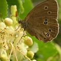 Junija bo najljubša izbira žuželk cvetoča lipa. (Foto: Shutterstock)
