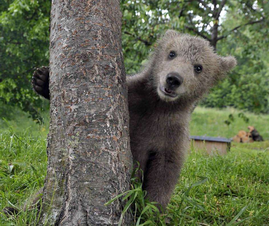 Medvedek bo kaj kmalu odbrundal v drugo evropsko državo. (Foto: Reuters)
