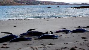 Gre za največji pogin kitov v zgodovini irskega otoka. (Foto: Reuters)