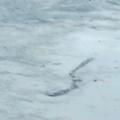 Orjaški islandski črv