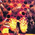Sodelovanje kmeta in čebelarja je eden od pomembnejših dejavnikov za rezultate č