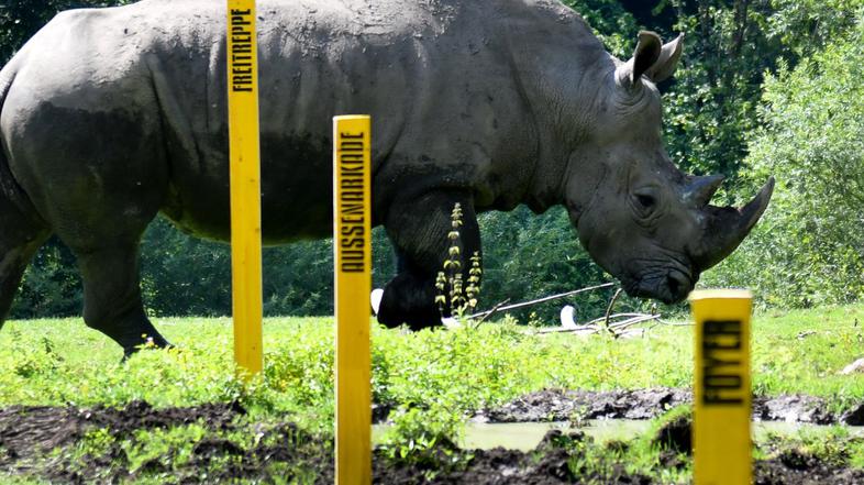 nosorog v živalskem vrtu v Salzburgu