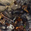 kraško brezno Kočevski rog jama posmrtni ostanki