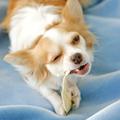 Poskrbite za njegove zobe in dlesni. (Foto: Shutterstock)
