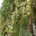 Zivljenje27.10.08...vinograd...grozdje...foto: nn