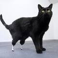 Oscar je prvi maček, ki je dobil tovrstno protezo. S svojimi novimi bionskimi ta