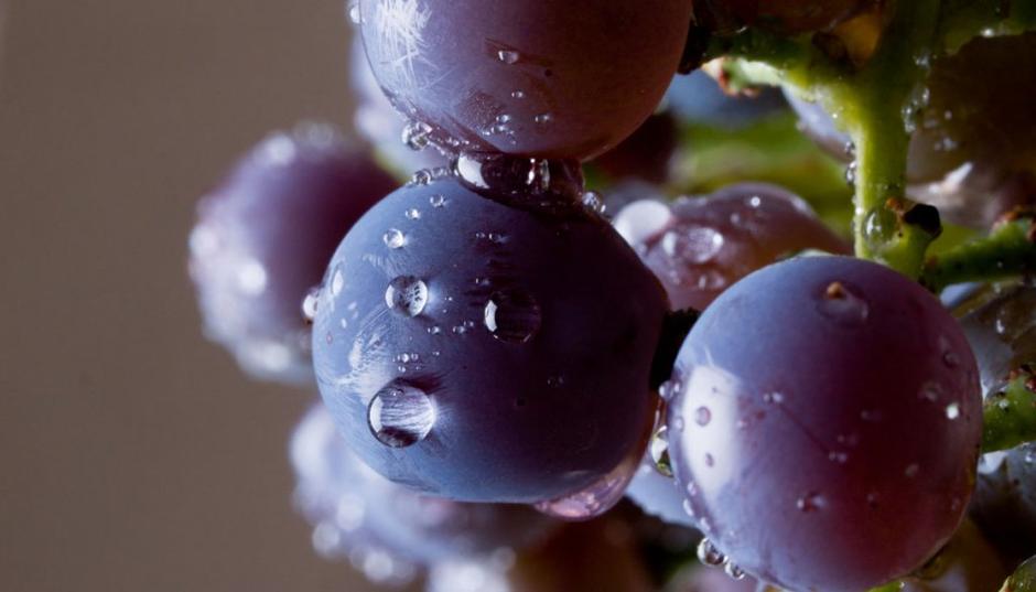 grozdje | Avtor: Shutterstock