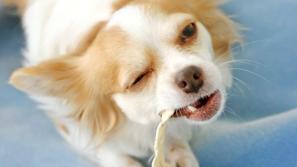 Poskrbite za njegove zobe in dlesni. (Foto: Shutterstock)