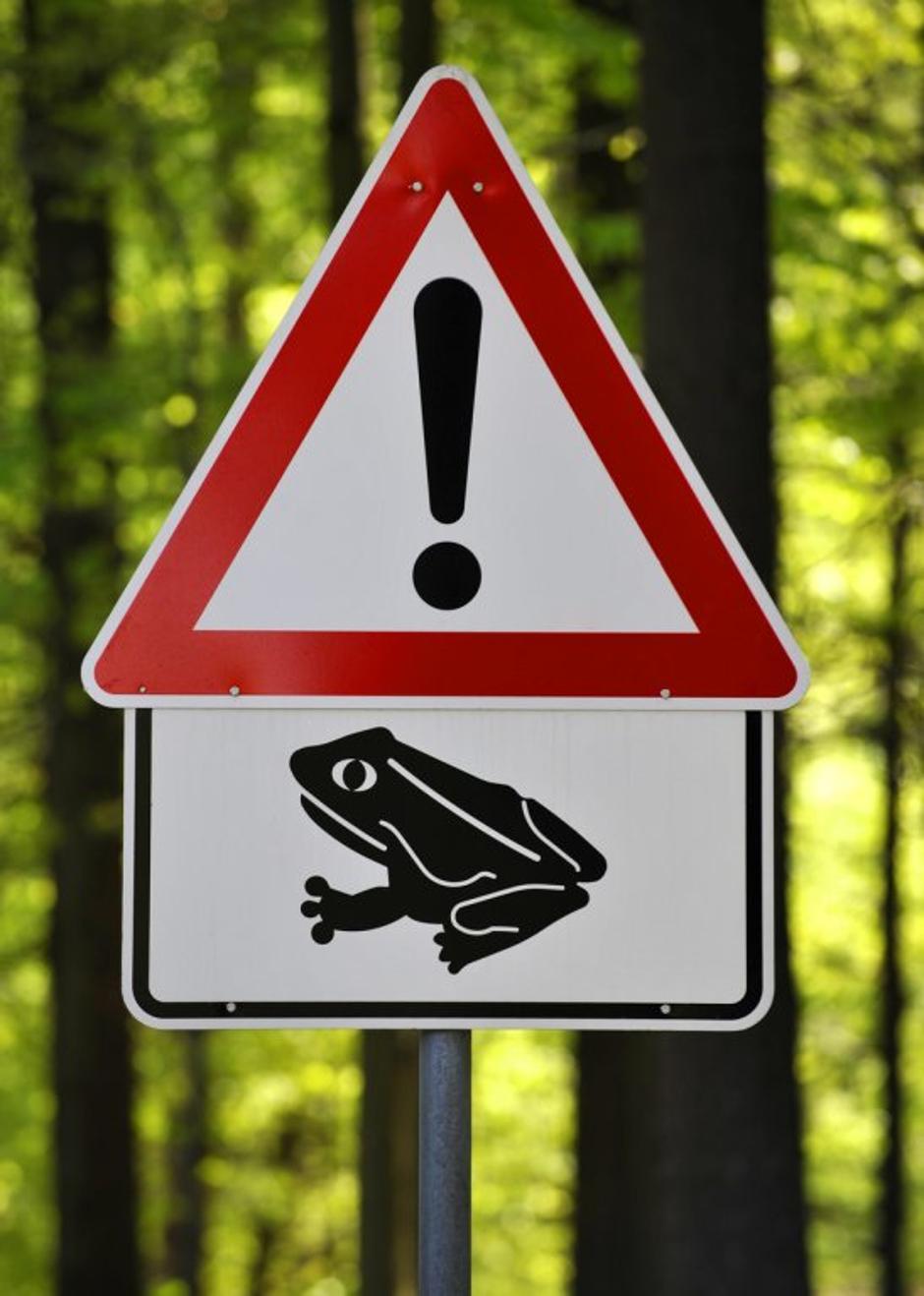 Žabe na cesti | Avtor: Profimedias