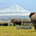 Narodni park Amboseli, Kenija