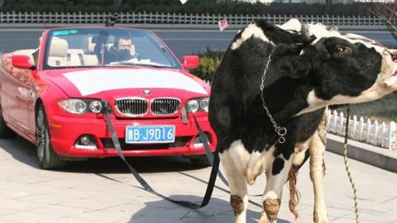 Krava in BMW