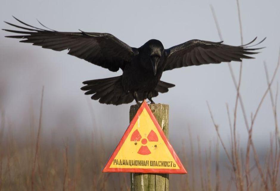 černobil, jedrska energija, nuklearka, nevarnost, krokar, znak | Avtor: Žurnal24 main