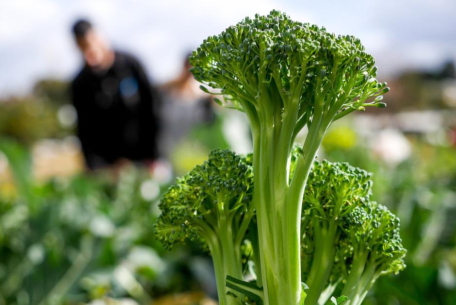 brokoli, zelenjava, vrt | Avtor: Profimedia